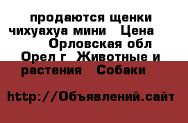 продаются щенки чихуахуа мини › Цена ­ 9 000 - Орловская обл., Орел г. Животные и растения » Собаки   